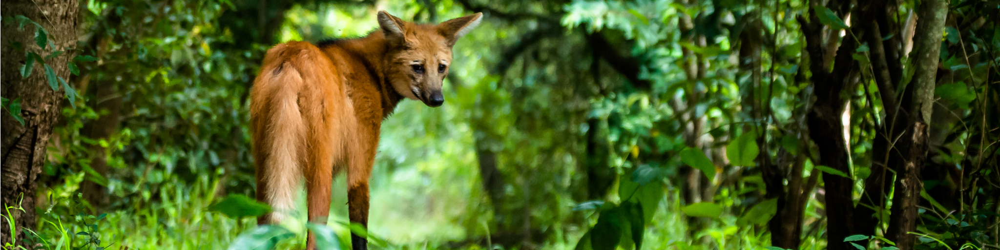 Lobo Guará