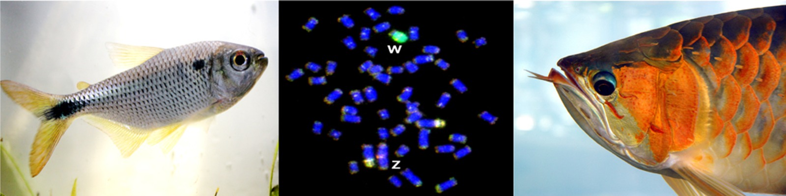 Citogenética de peixes